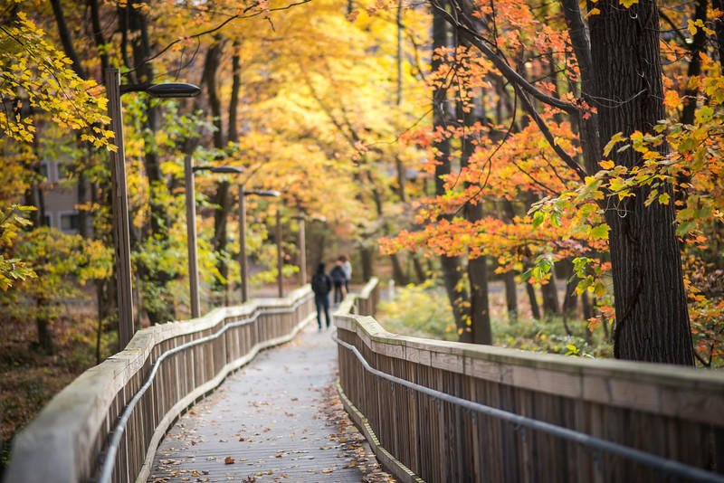 George Mason's Fairfax campus during Autumn is a perfect time for students to enjoy the changing seasons.